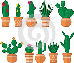 Cacti plants in a pot