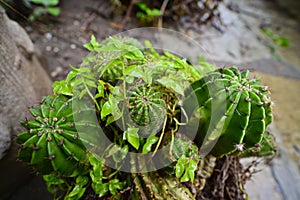 Cacti plants thriving in the monsoon, India.