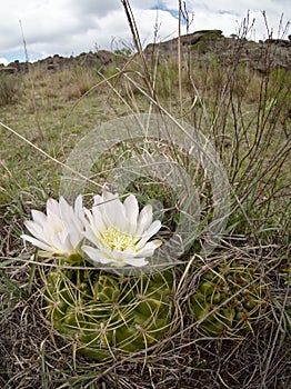 Cacti plants with a white flowers at Cerro Blanco reserve, Cordoba, Argentina photo
