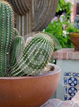 Cacti in pot decorating a street in Oldtown, Scottsdale