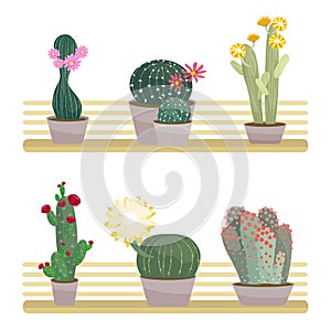 Cacti in pots set vector illustration isolated on white background