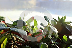 Cacti, potted succulents on the background of the winter window. Background with room for text. Care of potted plants in winter,