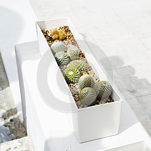 Cacti in a rectangular white pot