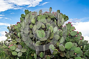 Cacti with ripe fruits at the ruins of the architecturally significant Mesoamerican pyramids and green grassland located at at