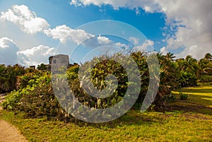 Cacti and ruins of the ancient Mayan city in the archaeological complex of Tulum. Riviera Maya, Yucatan, Mexico