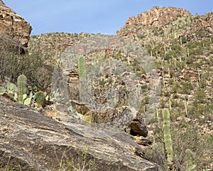 Cacti in Sabino Canyon