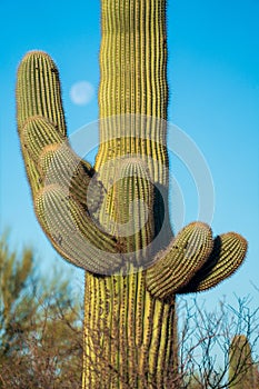 Cacti at Saguaro National Park in Southern Arizona