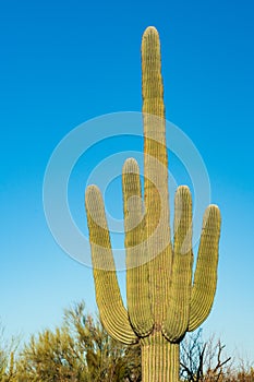 Cacti at Saguaro National Park in Southern Arizona