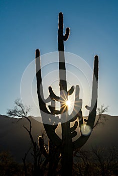 Cacti at Saguaro National Park in Southern Arizona