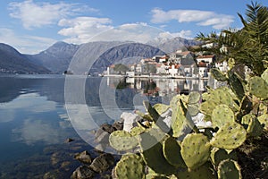 Cacti by the sea in perast