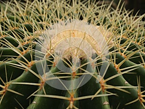 Cacti spines