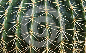 Cacti Spines
