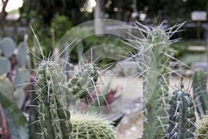 Cacti Spinous - Plants