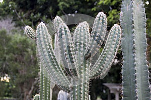 Cacti Spinous - Plants