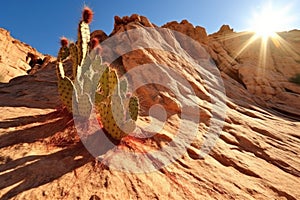 a cacti-studded desert cliff under a scorching sun