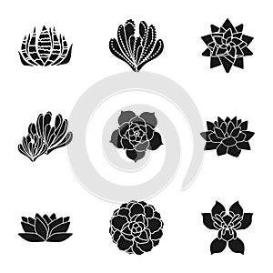 Cacti succulent icon set, simple style