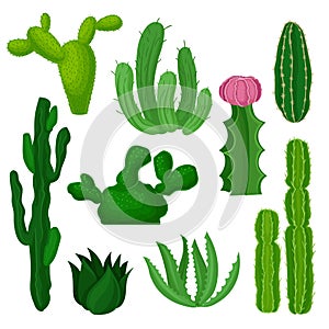 Cacti, succulents and euphorbias set, beautiful and unpretentious plants vector Illustrations on a white background