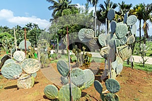 Cacti in a summer garden