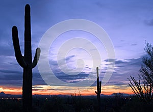 Cacti at sunset in Saguaro National Park, Tucson, California