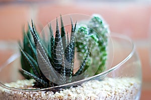 Cacti in terrarium with brick wall in background