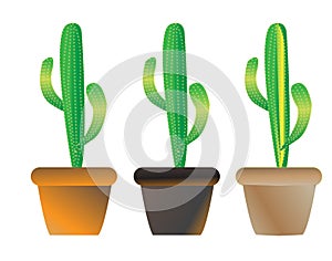 Cacti