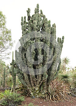 Cacti at the UNAM Botanical Garden in Mexico photo