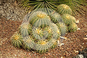 Cacti at the UNAM Botanical Garden in Mexico photo