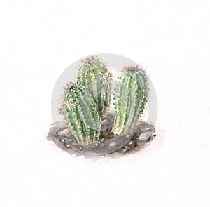 Cacti watercolor painting