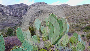 Cacti of West and Southwest USA. Chenille prickly pear, cowboy`s red whiskers Opuntia aciculata