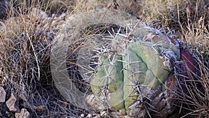 Cacti of West and Southwest USA. Eagle claws, Turk`s head, devil`s head Echinocactus horizonthalonius. New Mexico
