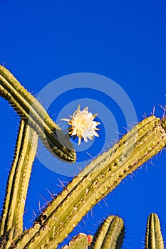 Cacti with white flower