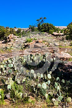 Cacti, wildflowers, and boulders at Enchanted Rock State Natural Area