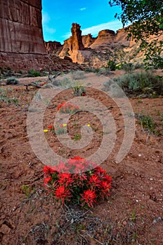 Cacti, Yuccas and various desert plants against the background of an erosional landscape in spring. Colorado