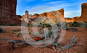 Cacti, Yuccas and various desert plants against the background of an erosional landscape in spring. Colorado