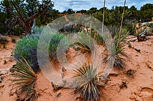 Cacti, Yuccas and various desert plants against the background of an erosional landscape in spring. Colorado photo