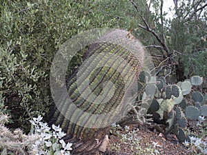 Cactii at the Arizona Desert Museum near Phoenix USA