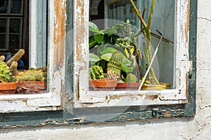 Cactii on display on a window sill