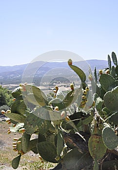 Cactis shrub with juicy fruits in Archaeological Site from Crete island of Greece photo