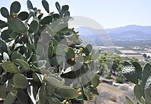 Cactis shrub with ripe fruits in Festos Archaeological Site from Crete island photo