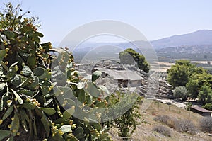 Cactis shrub with ripe fruits in Festos Archaeological Site from Crete island of Greece photo