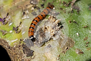 Cactoblastis cactorum larvae on prickly pear