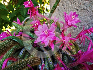 Cactoideae plant with big pink blossoms probably from the Trichocereeae tribe