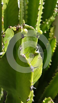 Cactos Green beautiful