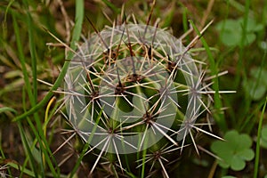 Cactu growing in my backyard