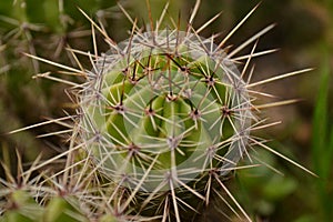 Cactu growing in my backyard