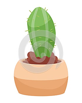 cactu in pot