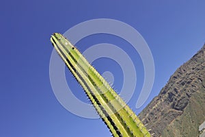 Cactualdea park in Gran Canaria photo