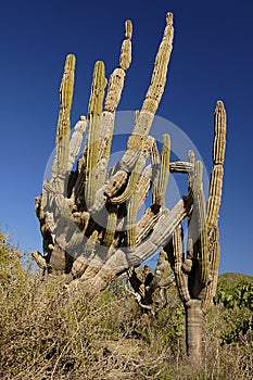 Cactus