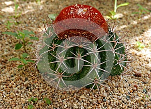 Cactus