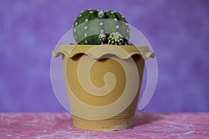 Cactus 12